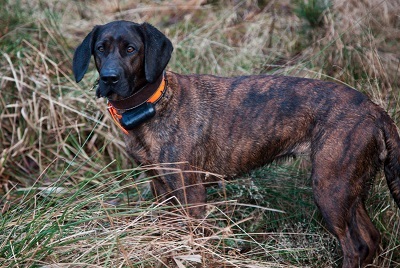 photo chien: Chien rouge de Hanovre